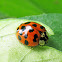 Multicolored Asian Lady Beetle - typical form