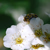 asian ladybird