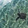 Bali Sea Turtle