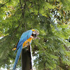Guacamaya Azul y Amarilla - Blue and yellow macaw