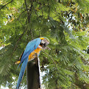Guacamaya Azul y Amarilla - Blue and yellow macaw