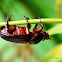 Rhinoceros beetle.