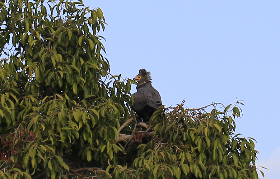 African harrier-hawk, Gymnogene
