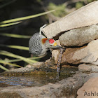 Golden-fronted Woodpecker (Male)