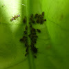 Ant tending black aphids.