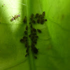 Ant tending black aphids.