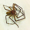 Huntsman spider