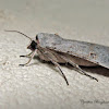 Civil Rustic Moth