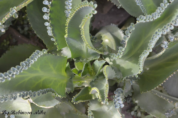 Mother of Thousands, Alligator Plant, or Mexican Hat Plant | Project Noah
