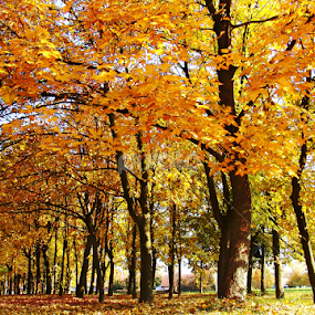 by Damir Nemir - Nature Up Close Trees & Bushes