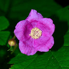 Purple Flowereing Raspberry