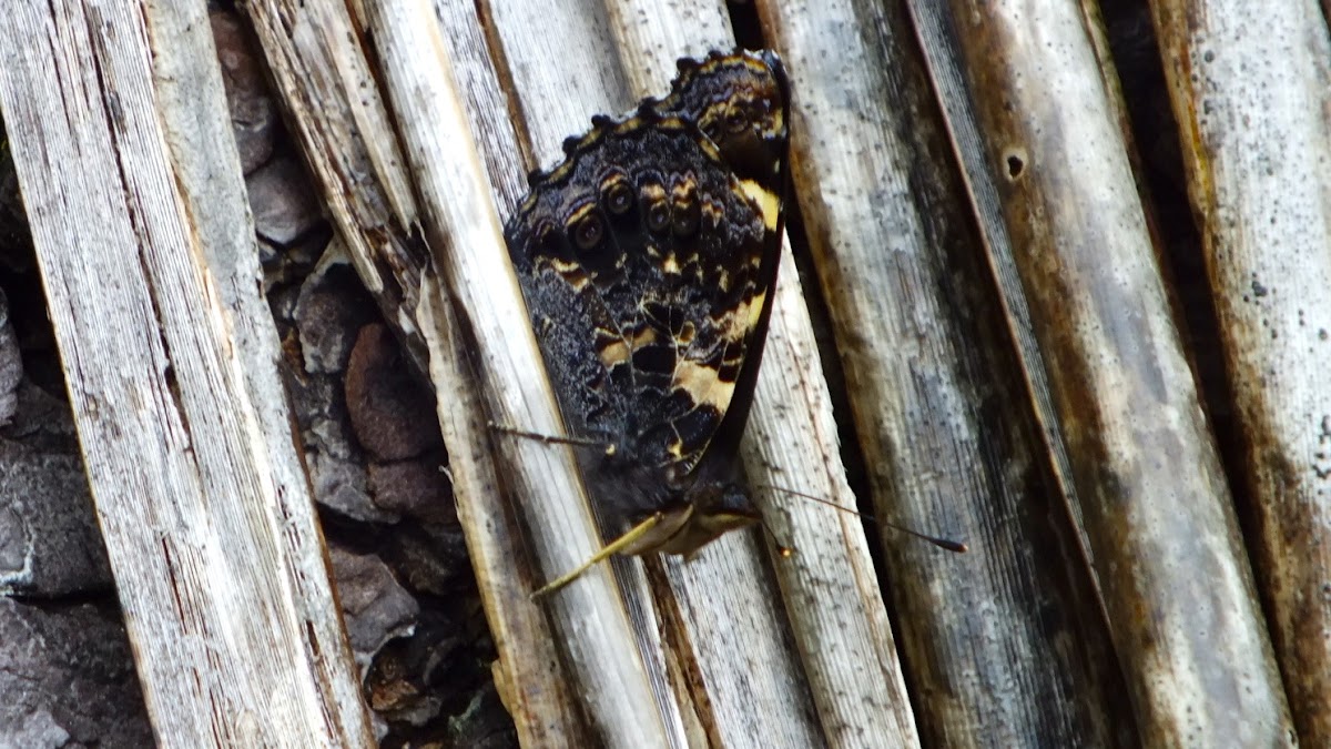 New Zealand Red Admiral