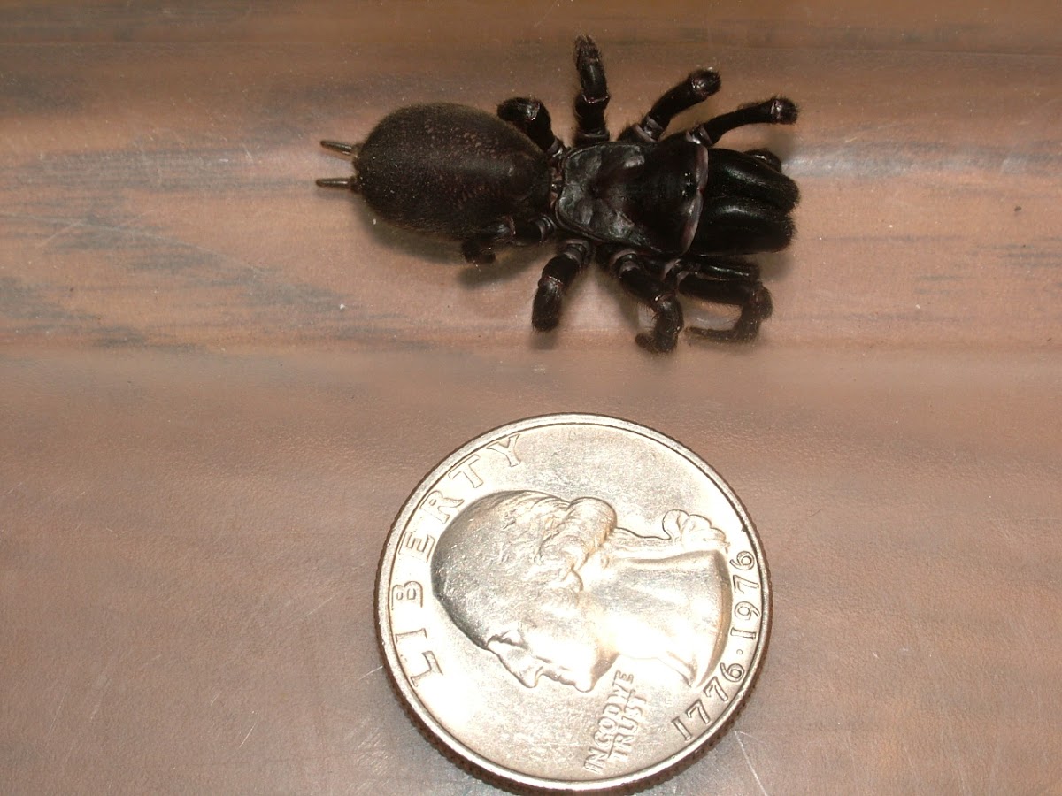 Trapdoor Spider