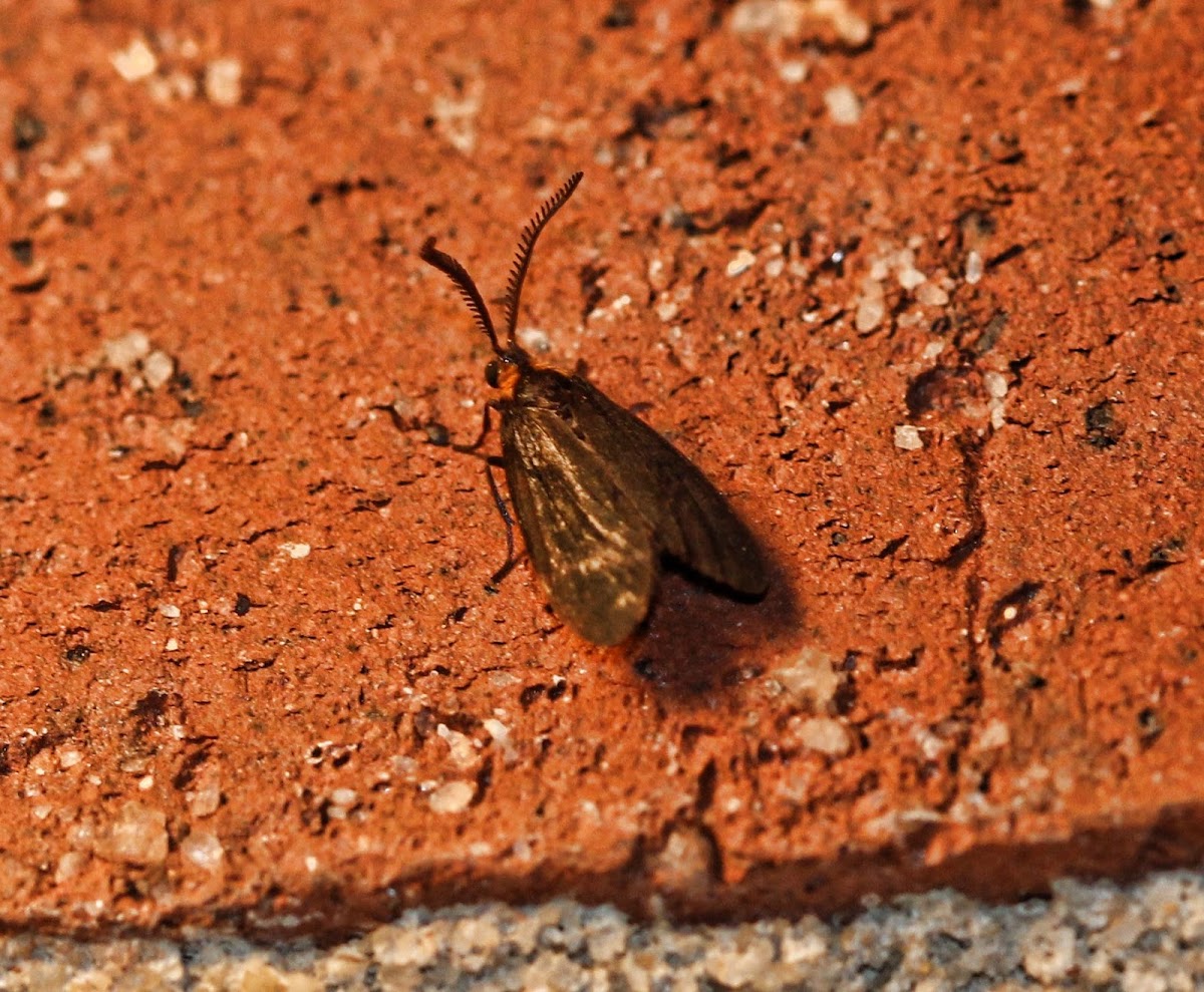 Ctenucha Moth