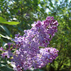 Syringa