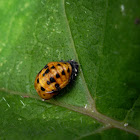Ladybug pupa