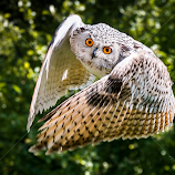 by Renos Hadjikyriacou -  