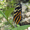 Heliconid Mimicry Complex - 2: Menapis or Variable Tigerwing