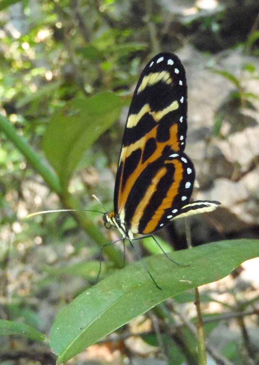 Heliconid Mimicry Complex - 2: Menapis or Variable Tigerwing