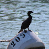 Biguá (Neotropic Cormorant)