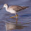 Greater Yellowlegs