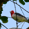 Cardeal-do-sul (Red crested cardinal)