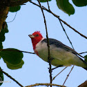 Cardeal-do-sul (Red crested cardinal)