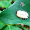 Mottled Tortoise Beetle larva