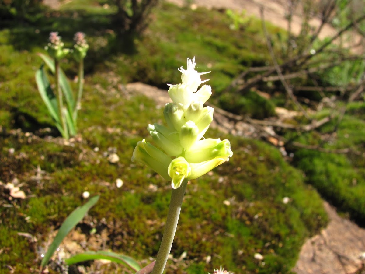 Wild Hyacinth