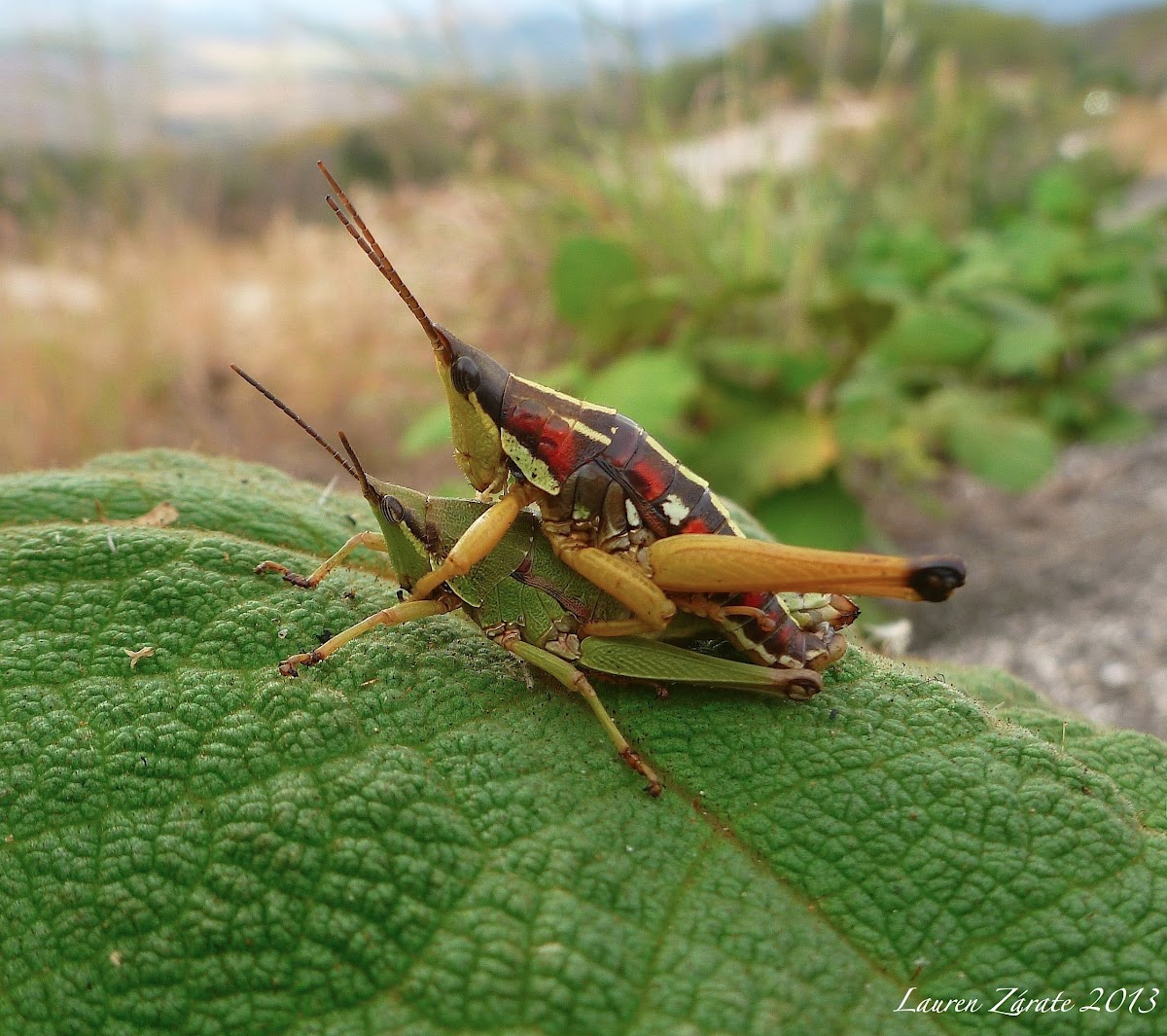 Grasshopper - Chapulin Comestible