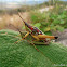 Grasshopper - Chapulin Comestible