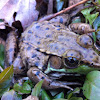 Northern Green Frog