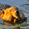 North American Beaver