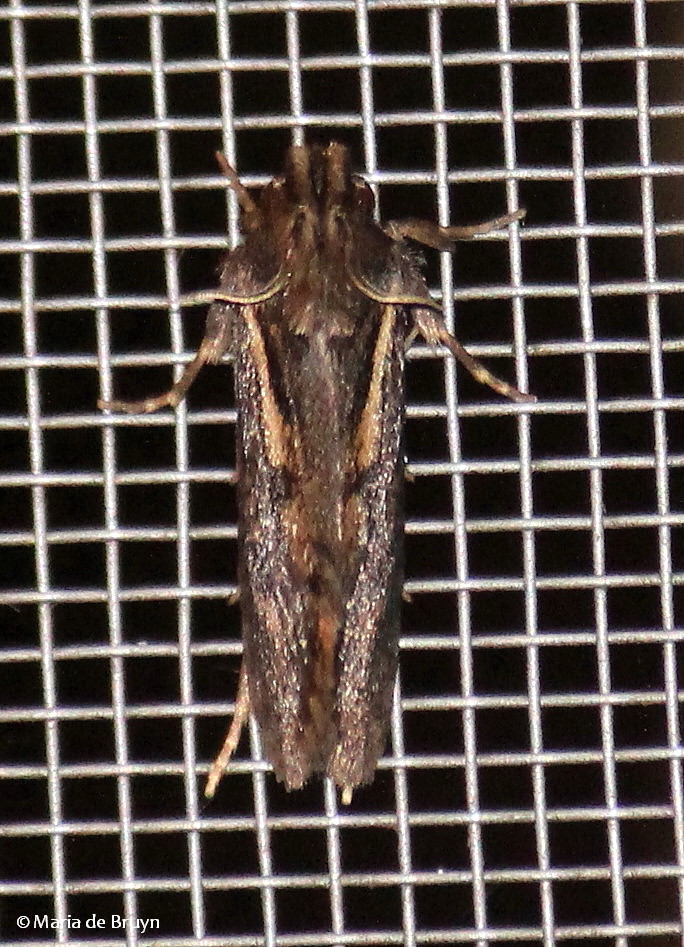 Clemens' Grass Tubeworm Moth