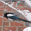 Eurasian Magpie, European Magpie or Common Magpie