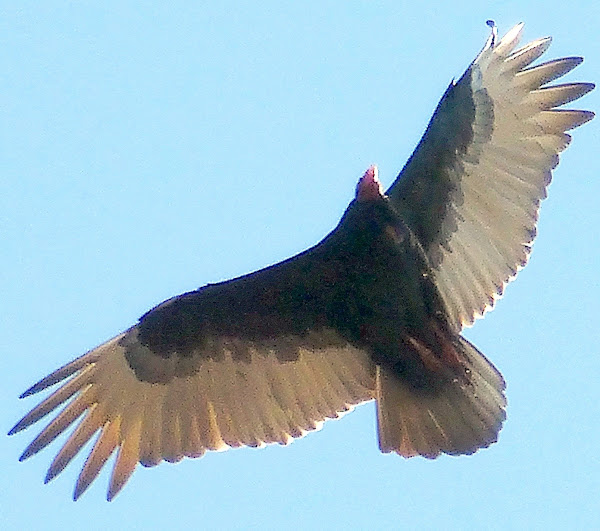 Turkey Vulture Project Noah