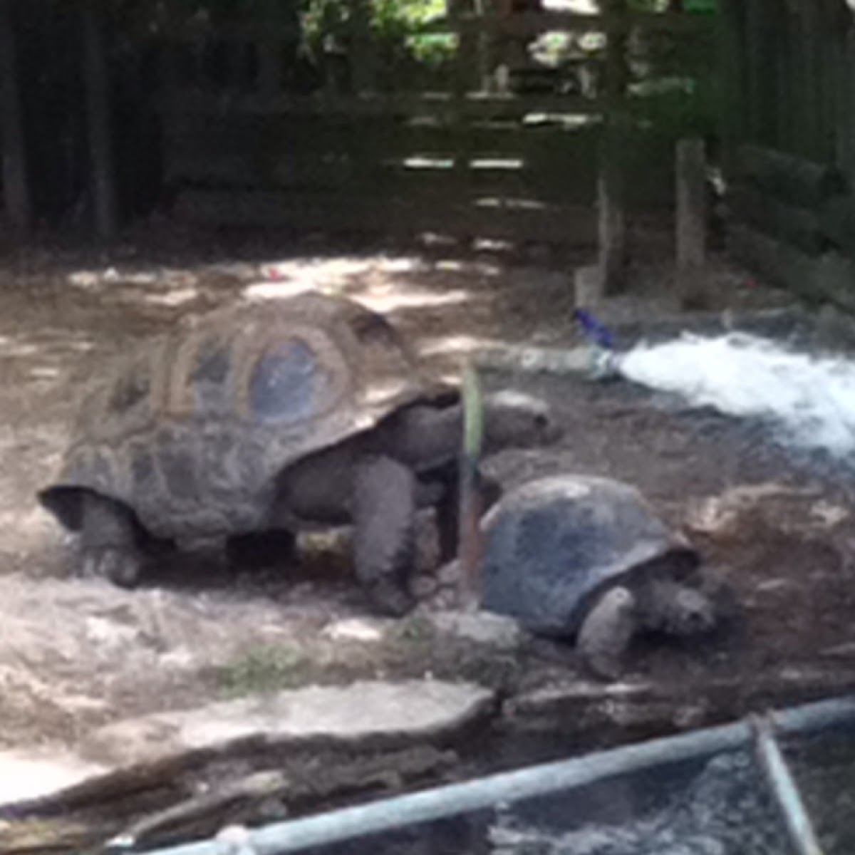 Giant Tortoise