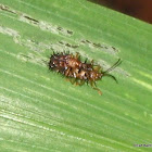 Spiny beetle / Rice hispa / Mule vandu