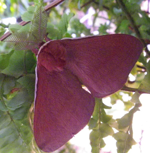 Pygmy Emperor Moth