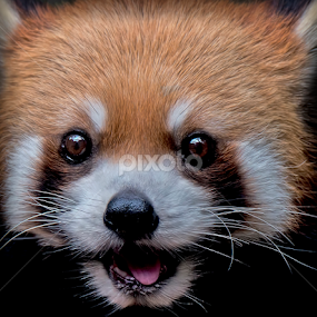 by Shelly Wetzel - Animals Other Mammals