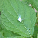 Wooly Aphid
