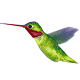 Humming Bird APK