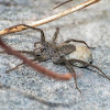 Wolf spider (female with egg sac)