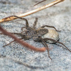 Wolf spider (female with egg sac)