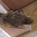 Barn Swallow babies