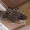 Barn Swallow babies