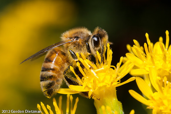 European Honey Bee | Project Noah