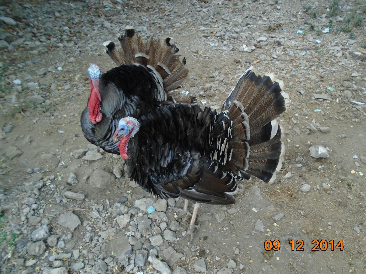 Pabo (Filipino); Turkey (English) Project Noah