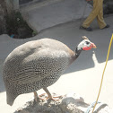 guinea fowl