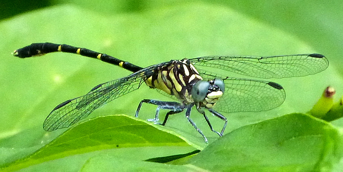 Eastern Least Clubtail Dragonfly